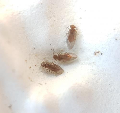 Ectopsocus sp.